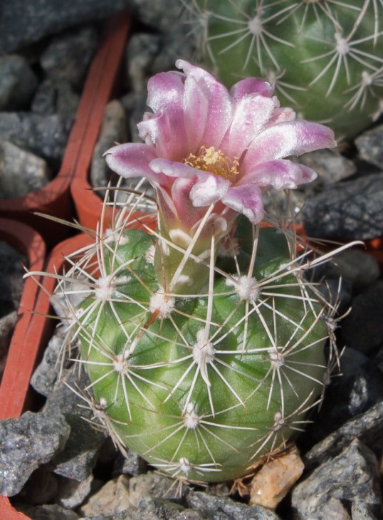 ANCISTROCACTUS pinkavanus, PP 519