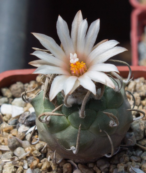 7.14_T.klinkerianus, TCGC 8002, Charco Blanco A, SLP.jpg