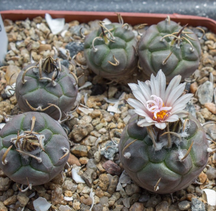24.4_T.macrochele ssp. Polaskii, TCG 19001, Restaurant La Bonita, SLP.jpg