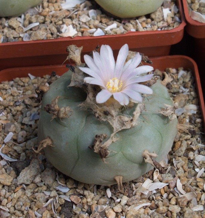 L.williamsii