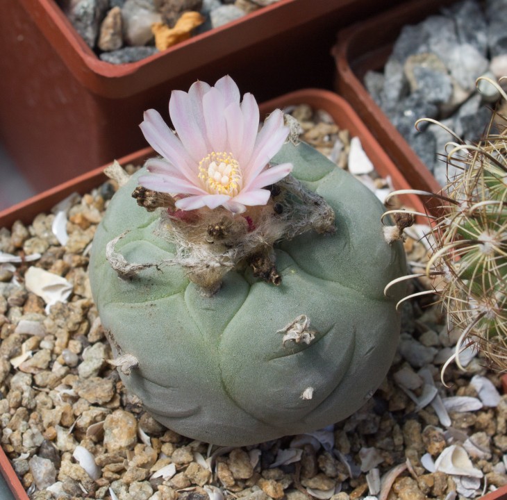L.williamsii