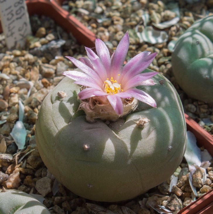 L.fricii f.gigantea, KS198