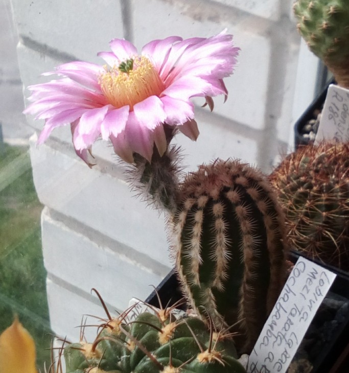 Echinocereus reichenbachii JRT214