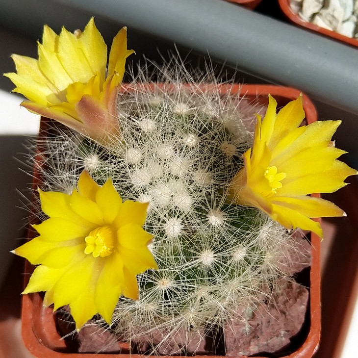 Dolichothele baumii