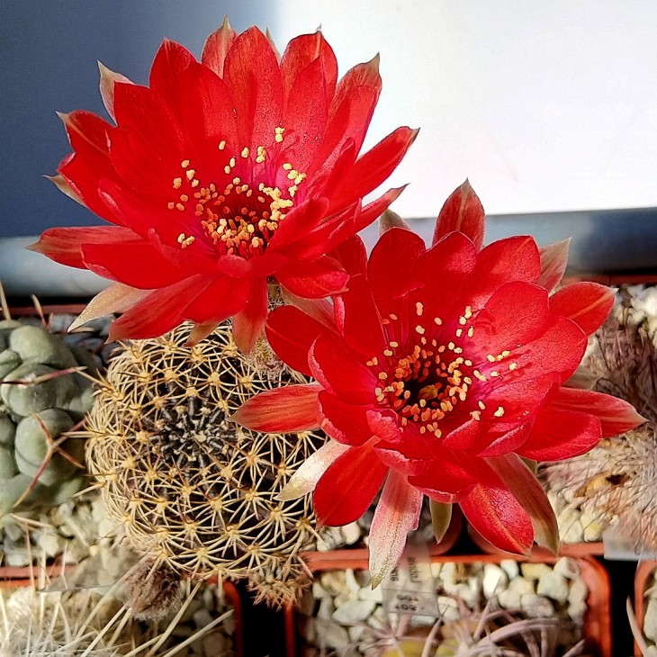 Lobivia arachnacantha var. nigra