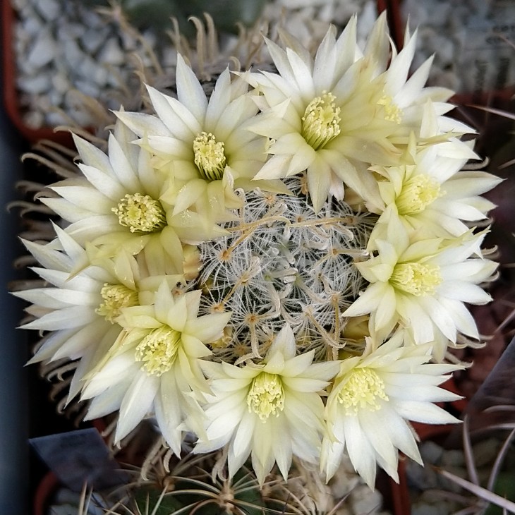 Mammillaria duwei
