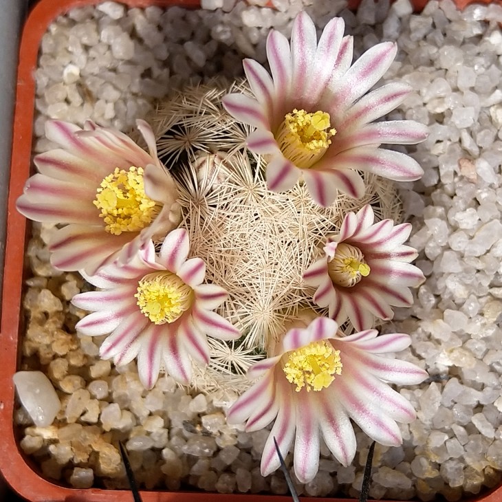 Mammillaria lasiacantha