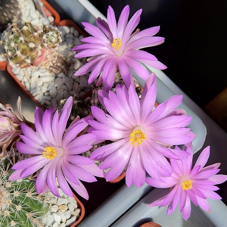 Mammillaria roczekii