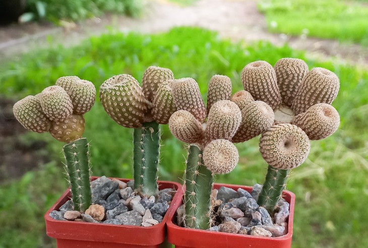 Yavia cryptocarpa_семена от Червинко Сергея_посев 10.05.20.jpg