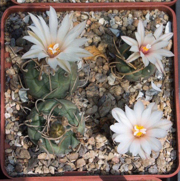 Т.schwarzii, GM 210, Charco Blanco, SLP