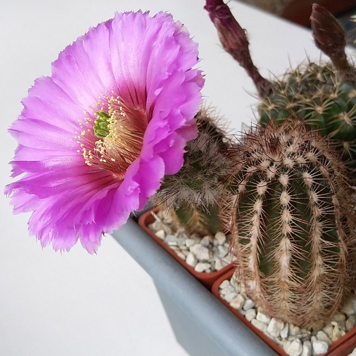 Echinocereus reichenbachi