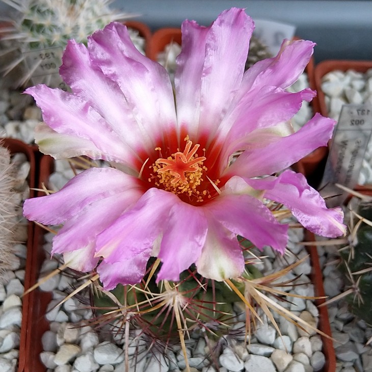 Thelocactus bicolor v. commodus