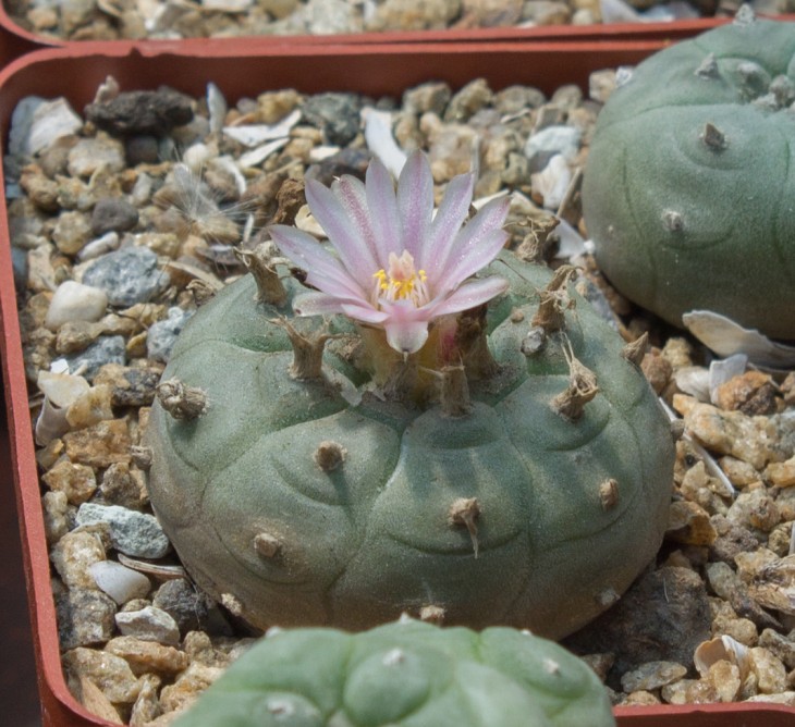 L.williamsii P 3402/1 (grymii), El Huizache,SLP_семена Petr Kupcak_посев 07.09.17