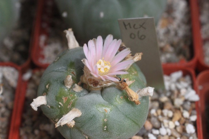 Lophophora williamsii Mina, NL (растение получено от Саханда Заманзадеха, Нидерланды)