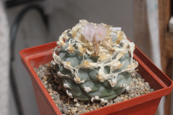 Lophophora williamsii, северная форма (растение в своё время получено от Виталия Широкоступа)