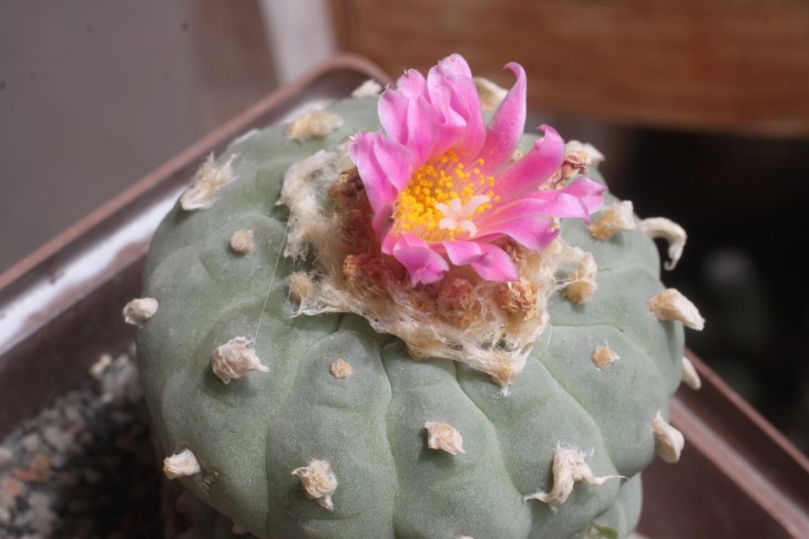 Lophophora fricii с тёмным цветком (растение когда-то было куплено у Герхарда Кёреса)