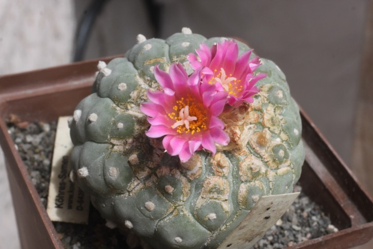 Lophophora fricii с тёмным цветком, пострадавшая от клеща и пролитого воска от свечки (растение когда-то было куплено у Герхарда Кёреса)