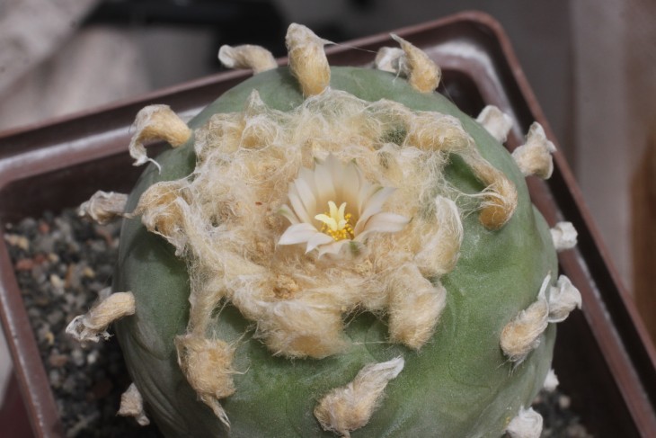 Lophophora diffusa Rio Blanco, Que (северный край ареала диффузы)