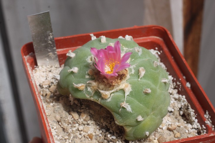 Лопнувшая от перелива Lophophora fricii с тёмным цветком