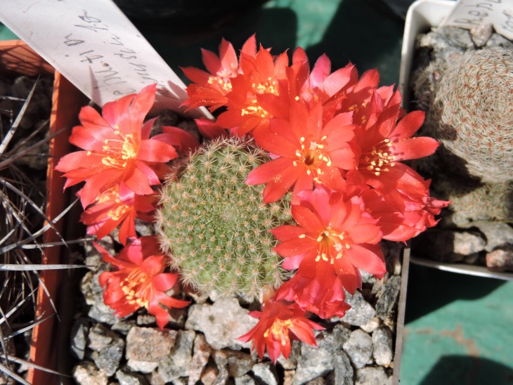 Rebutia minuscula