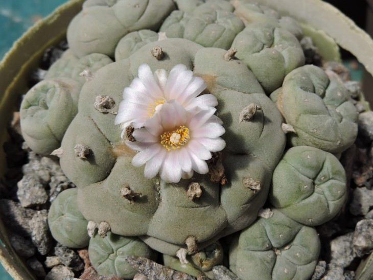 Lophophora williamsi