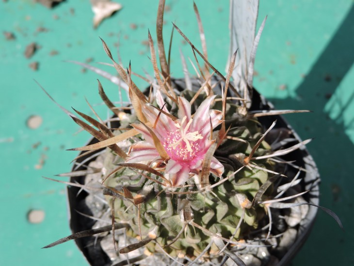 Echinofossulocactus phyllacanthus