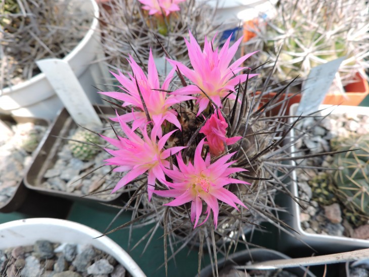 Neoporteria nigrihorrida