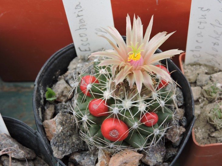 Escobaria sp