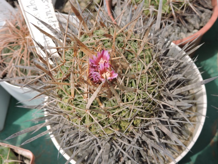 Echinofossulocactus longispinus