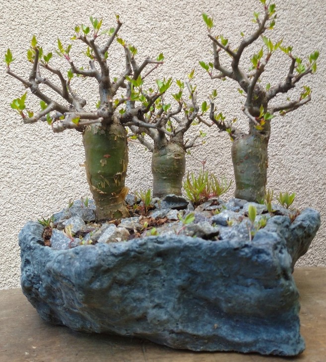 Commiphora abyssinica, в травні цього року рослинам минуло перших 25 років. Підлісок не автентичний