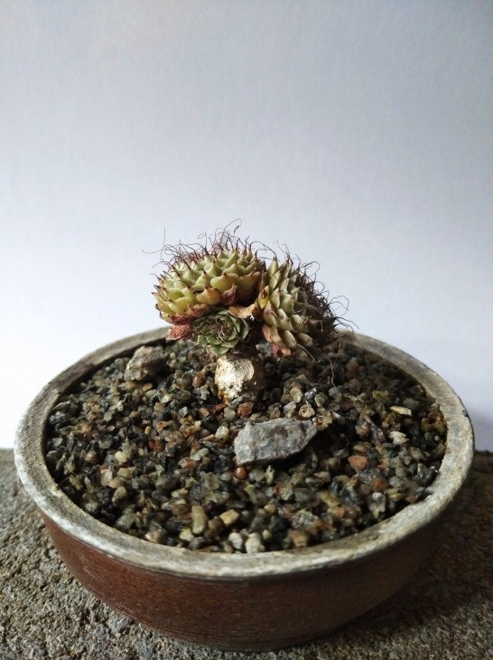 Graptopetalum filiferum