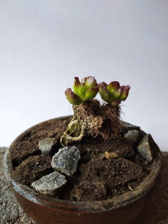 Adromischus clavifolius