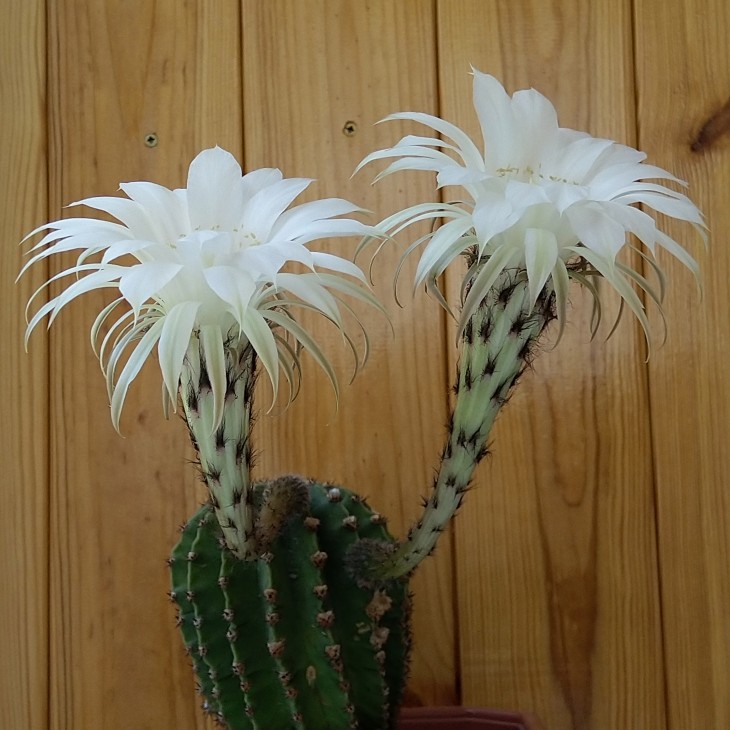 Echinopsis eyriesii
