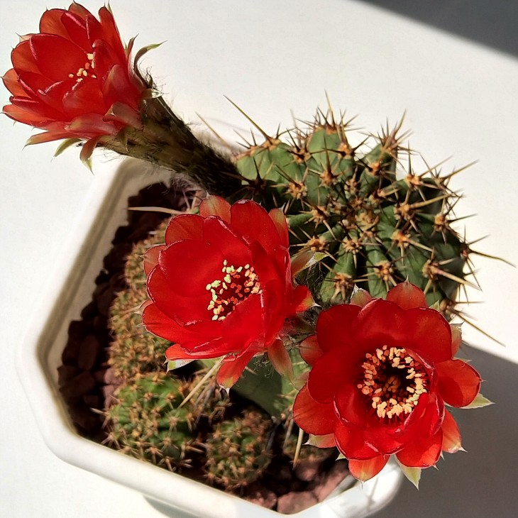 Lobivia dobeana