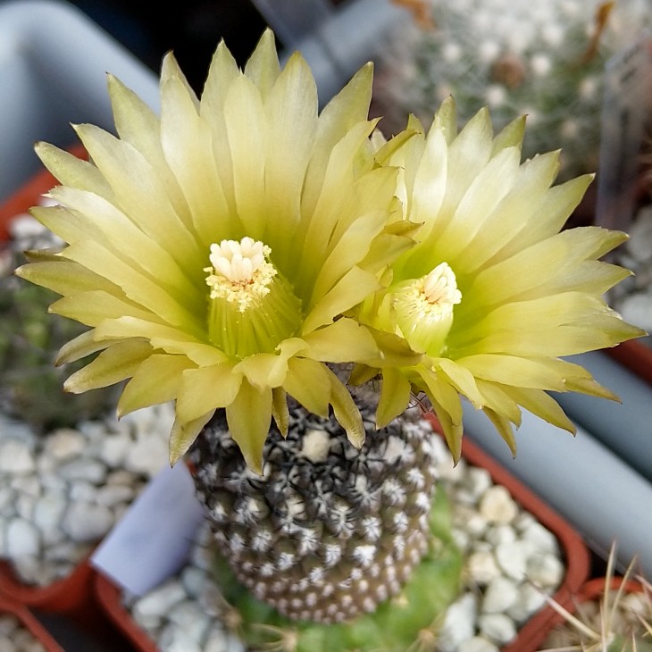 Neochilenia napina FK 159