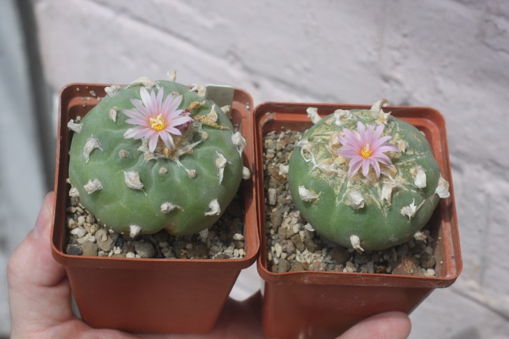 Пара Lophophora fricii с ровными рёбрами практически без горизонтальных засечек. Подозреваю, что это - форма из Sierra Zavaleta, хотя купил их просто как фричи