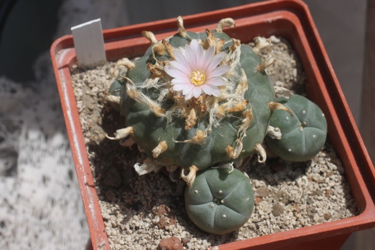 Ещё одна северная форма Lophophora williamsii, эта сидит в горшке 12х12