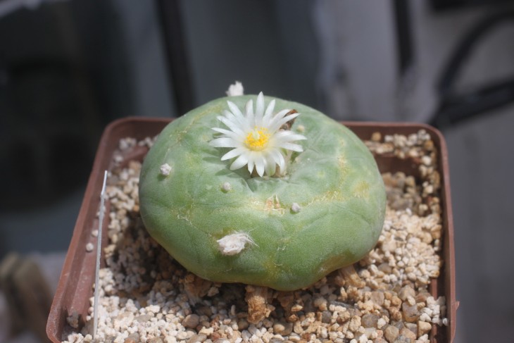 Lophophora diffusa, у которой апекс был покрыт шрамами. Сейчас видно новый прирост, шрамы сползли ниже, из-за чего она напоминает шляпку гриба.