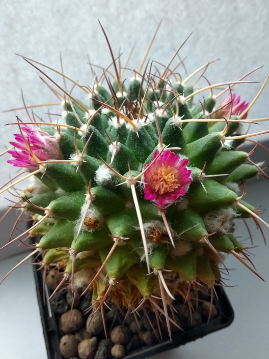 Mamillaria tolimensis v. longispina