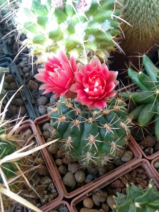 Gymnocalycium baldianum