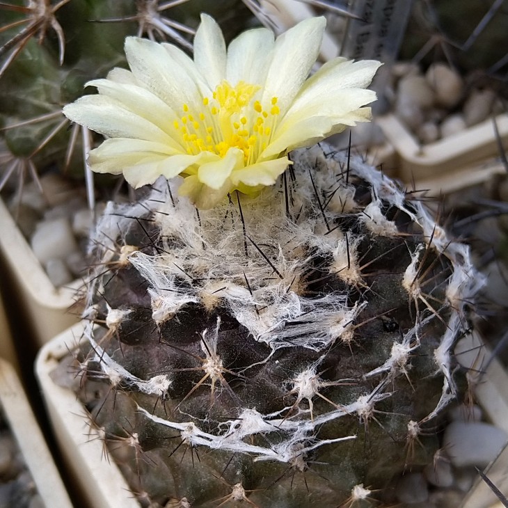 Copiapoa humilis