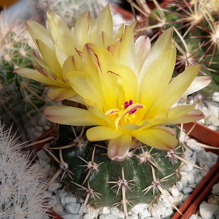 Notocactus submammulosus - первое цветение