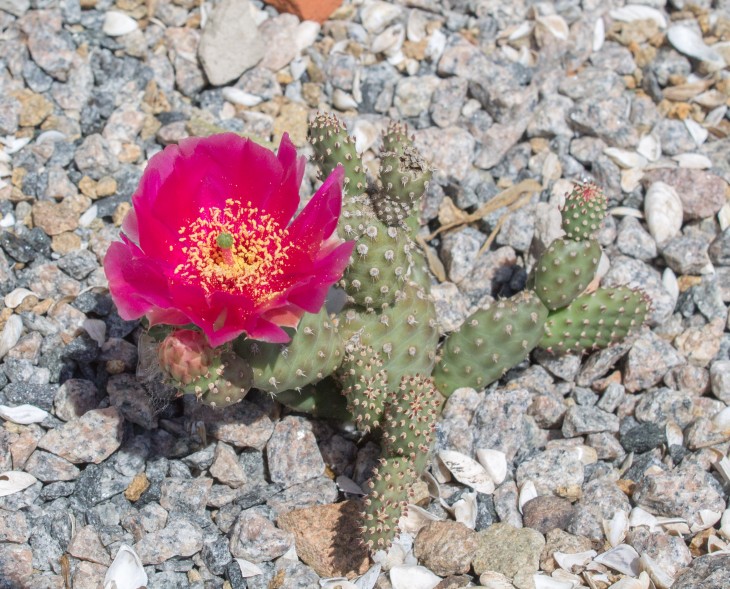 Opuntia fragilis cv.freiberg.jpg