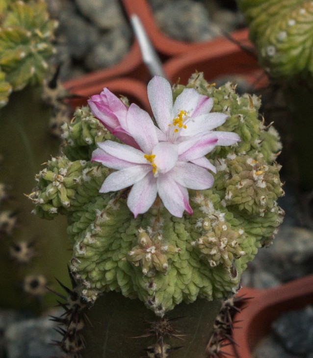 A.ritterii_2.jpg