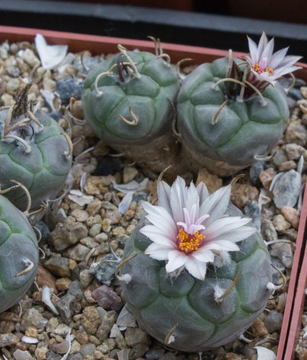 TURBINICARPUS macrochele ssp.polaskii TCG 19001, Restaurant La Bonita SLP