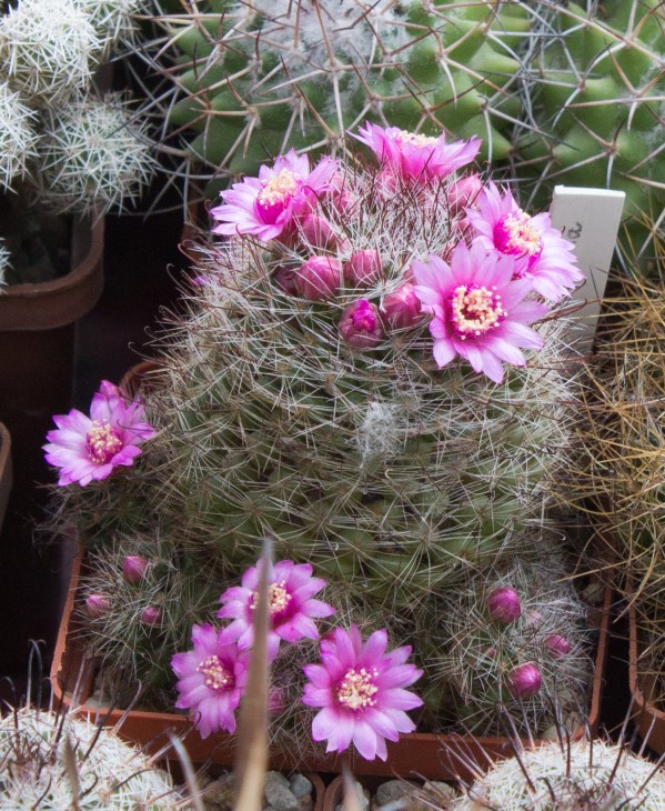 M.zielmanniana