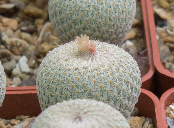 Epithelantha micromeris, gregii, L749 Parras Coah