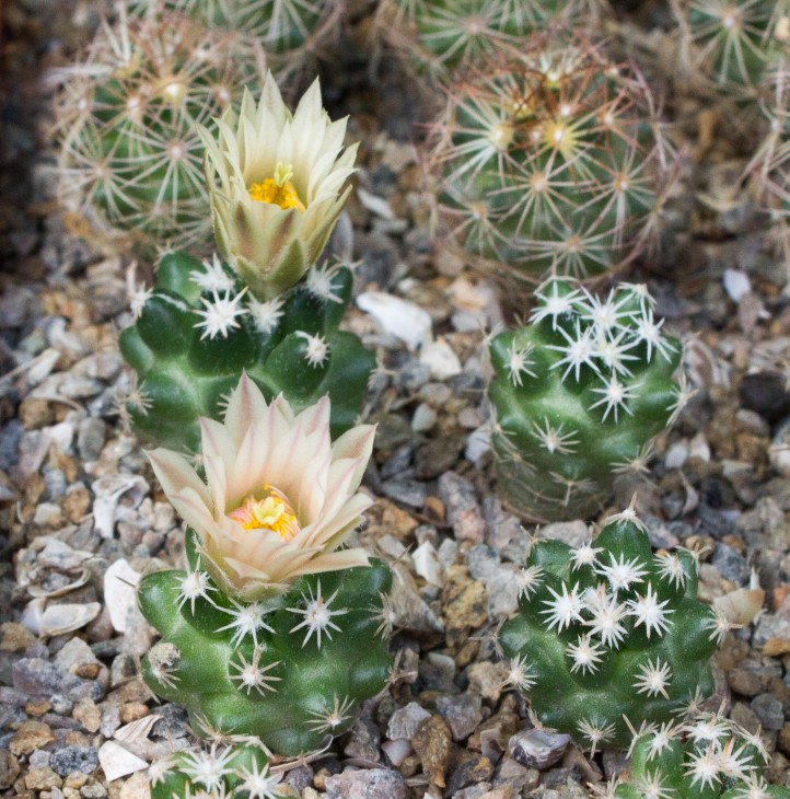 Escobaria missouriensis navajoensis, RP33 Navajo Co Az