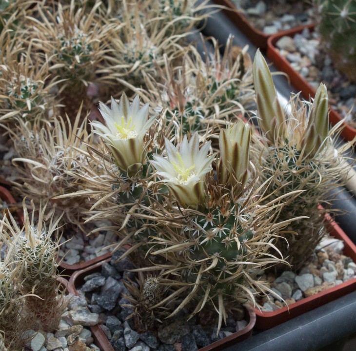 TOUMEYA papyracantha