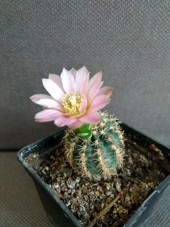 G.bruchii.jpg